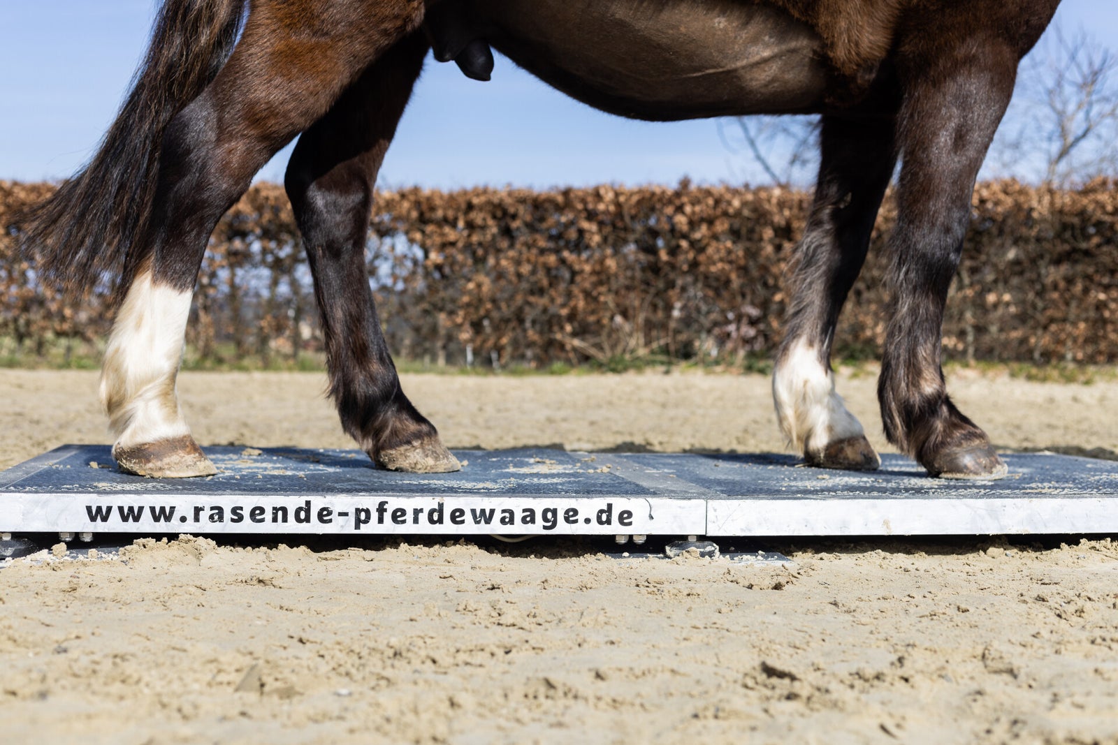 Pferd steht am Stall auf der mobilen Waage der rasenden Pferdewaage
